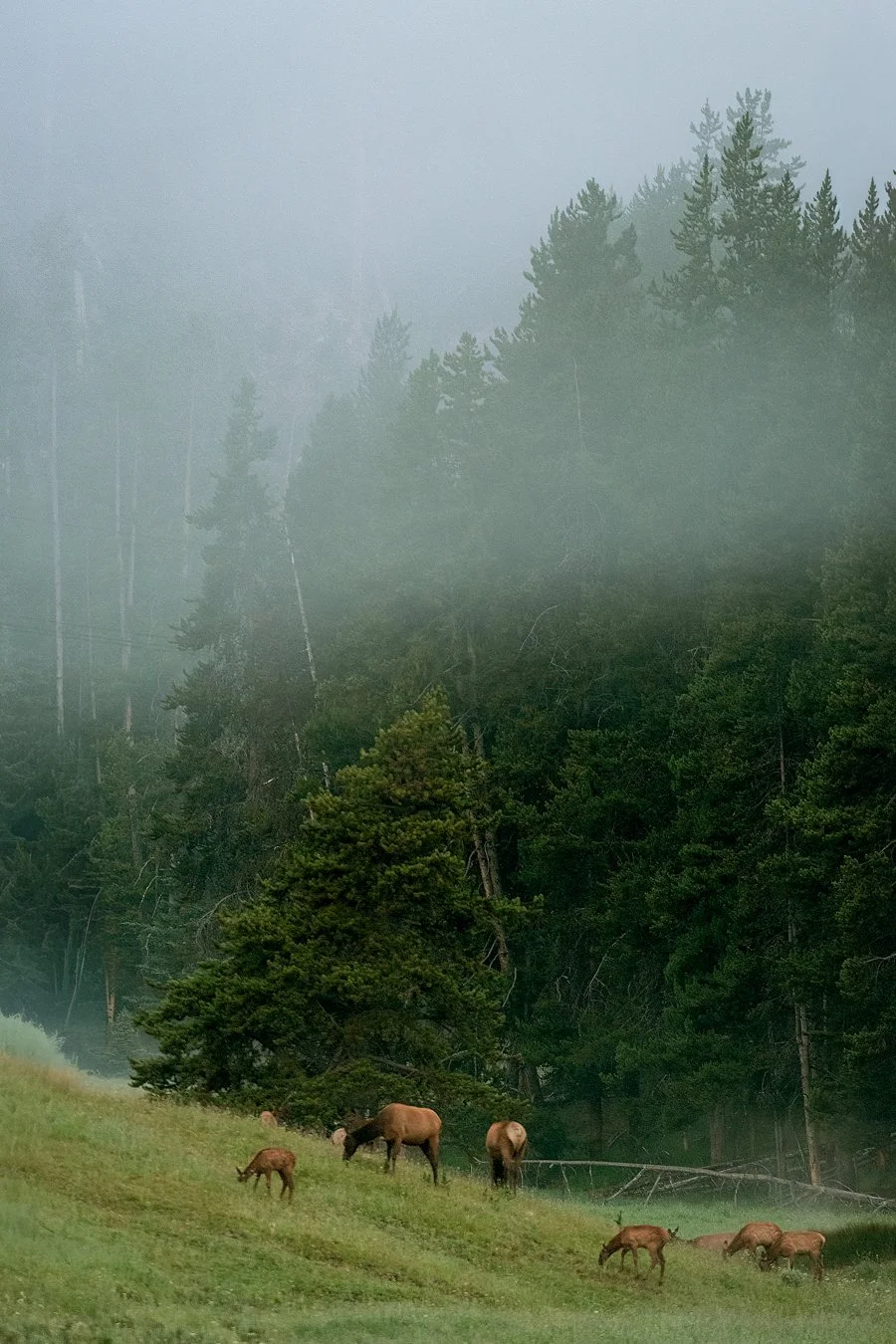 Yellowstone, 2018.jpg