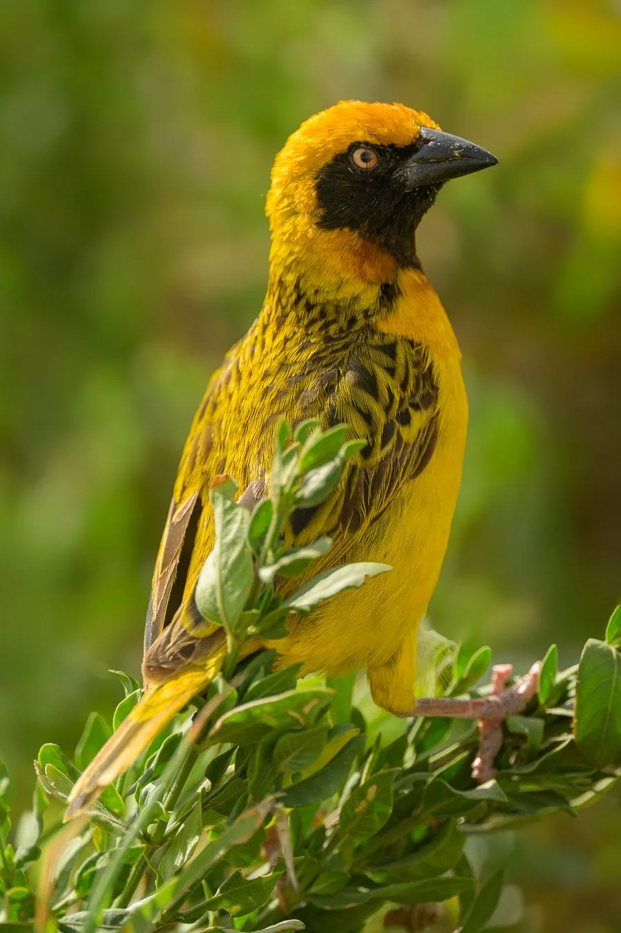 Speke's Weaver.jpg