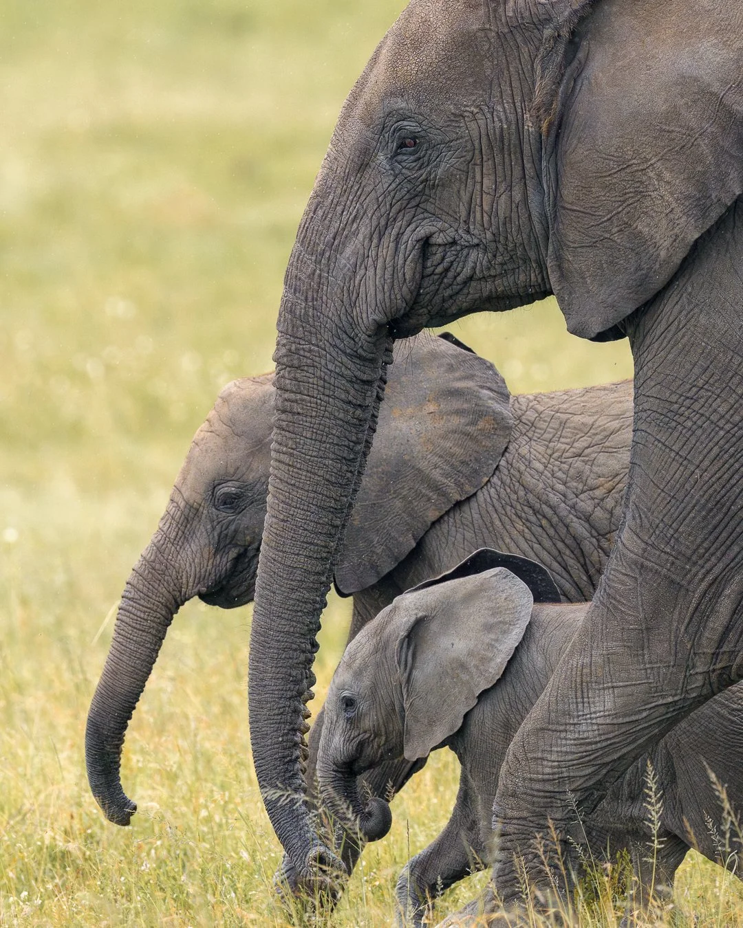 Bull Elephant Trio.jpg