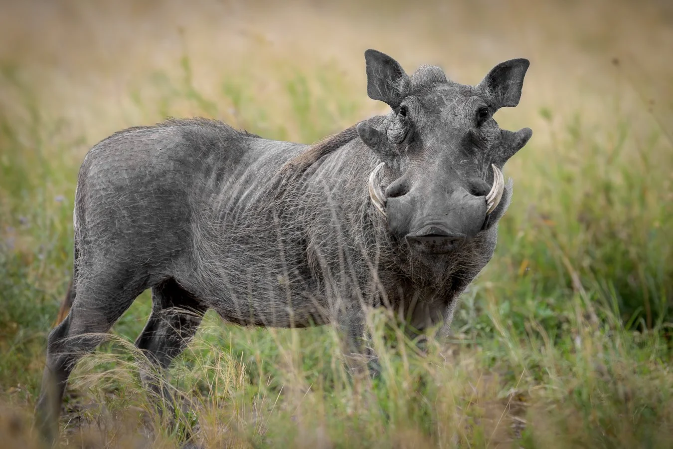 Male Warthog1a.jpg