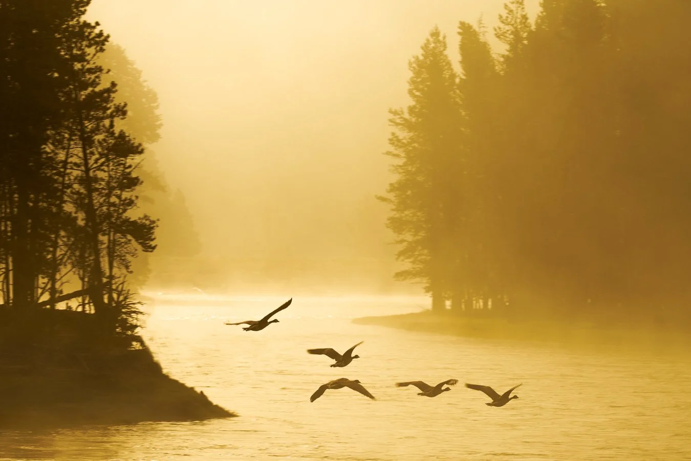 Canadian Geese, Yellowstone, 2018.jpg