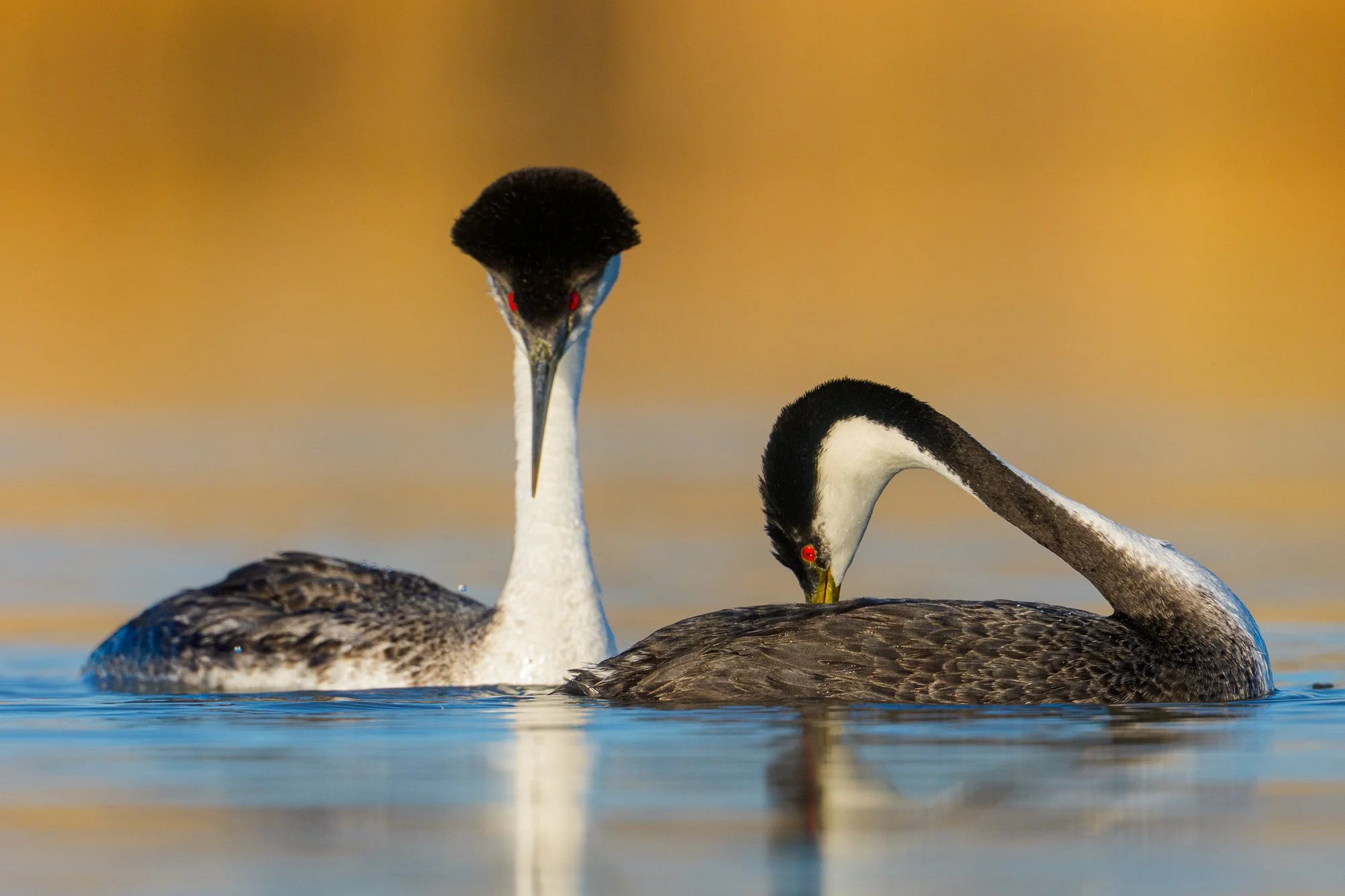 JohnScott_Pair of Western Grebes.jpg