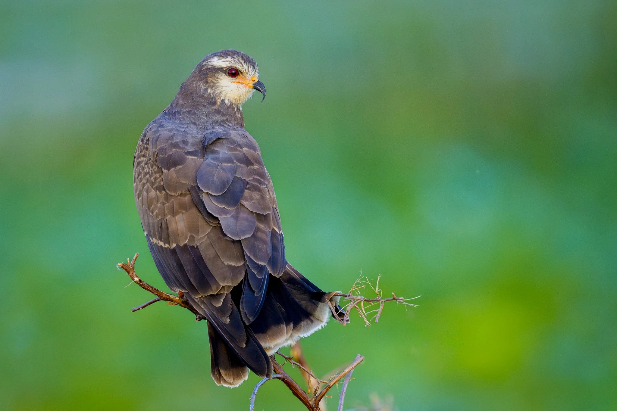 Female Snail Kite_.jpg
