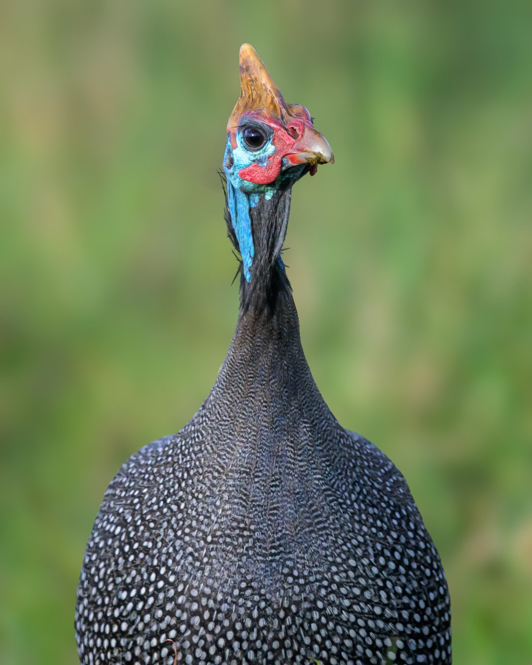 Helmeted Guinea Fowl.jpg