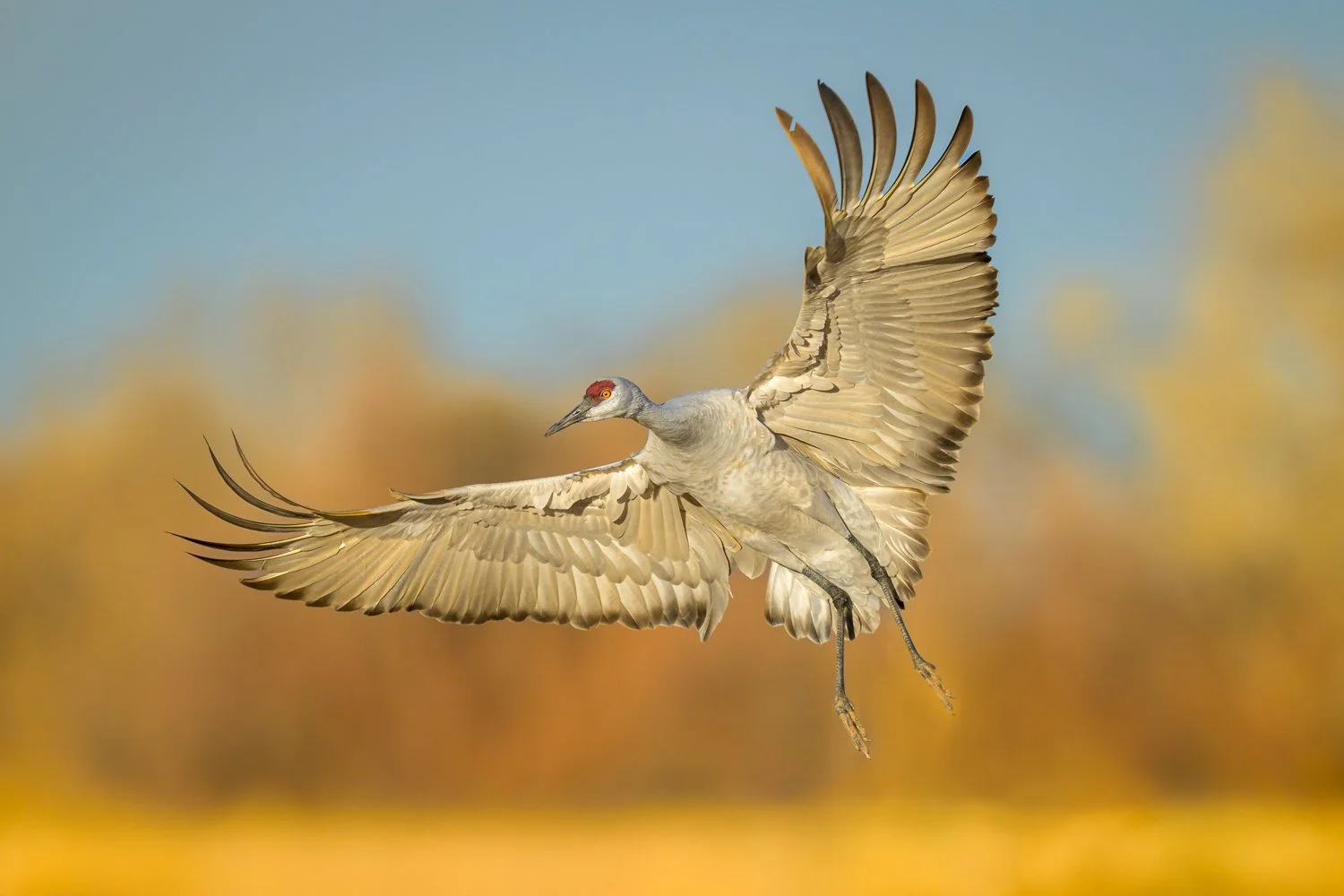 Sandhill Crane Landing2a.jpg