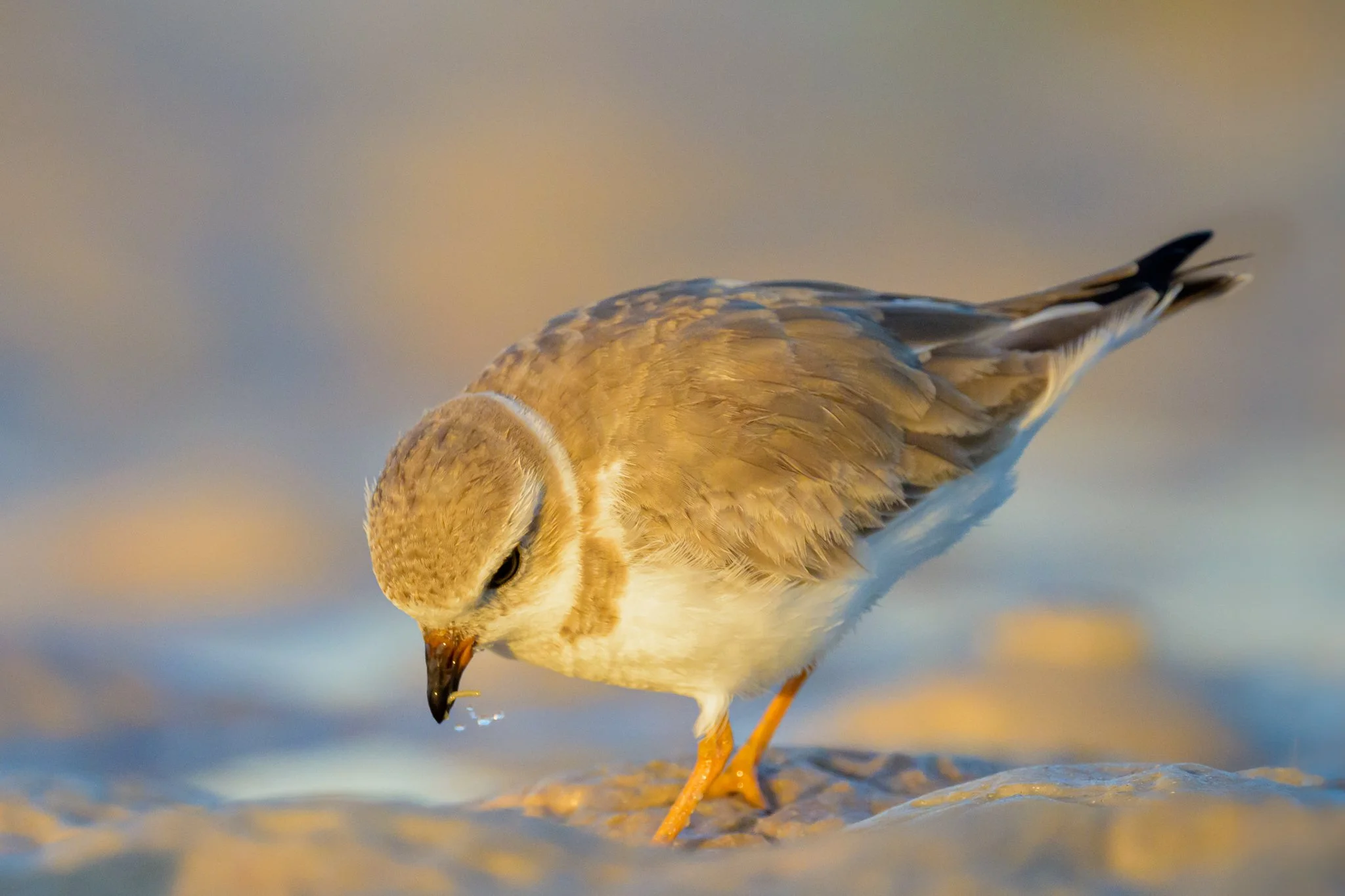 Piping Plover with Catch.jpg