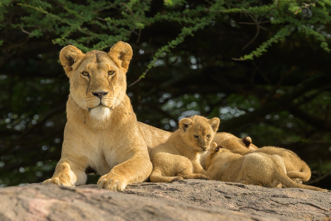 Sions Cubs Sequence-12.jpg