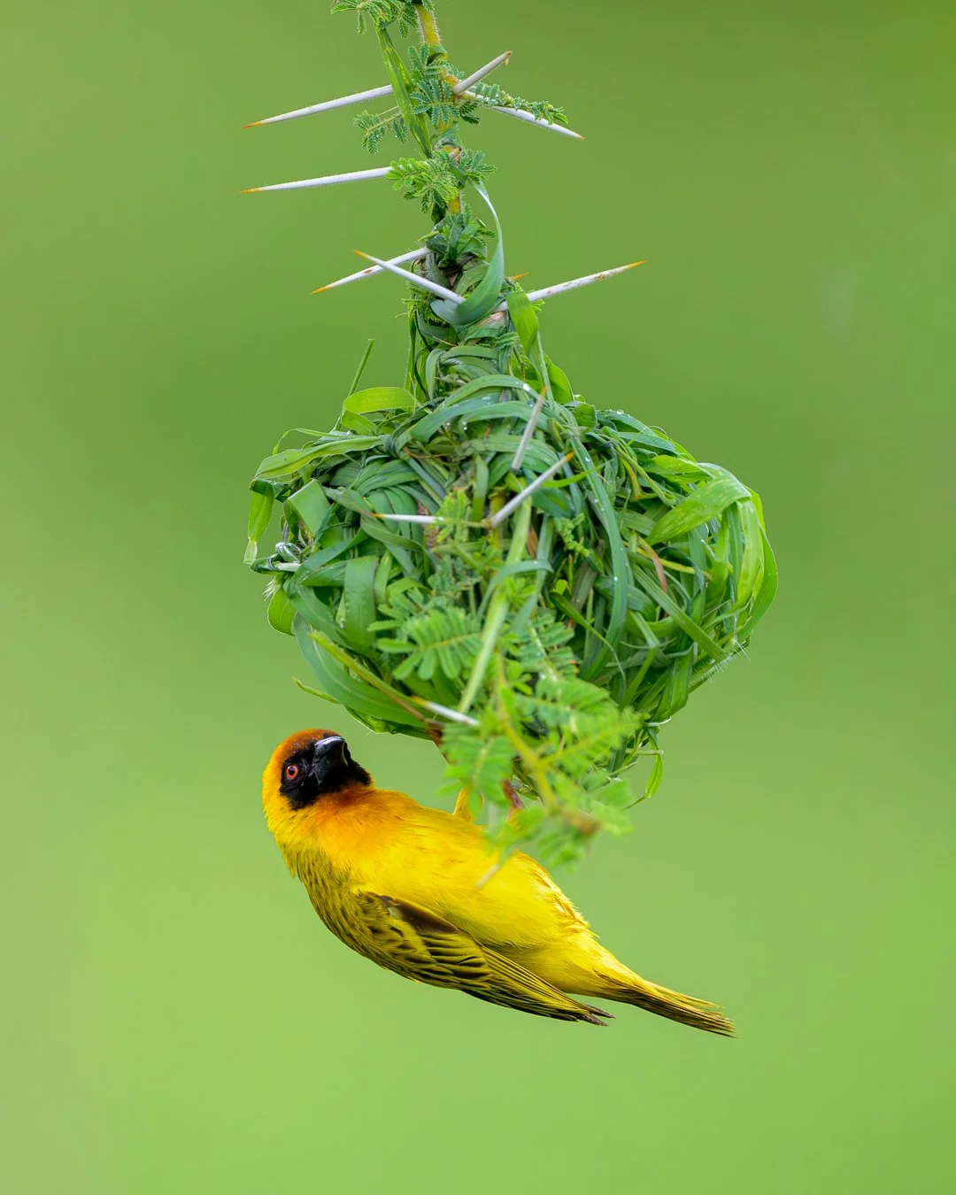 Vitelline Masked-Weaver.jpg