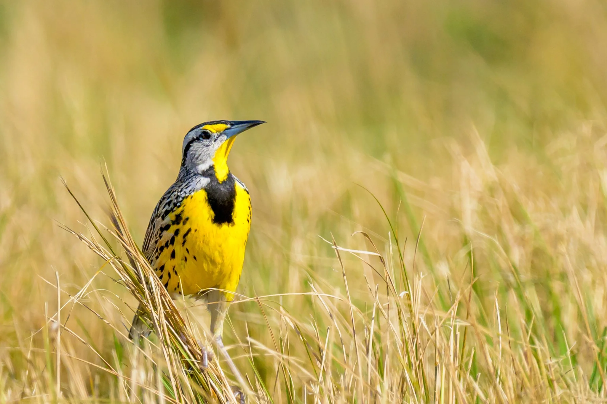 Eastern Meadowlark Fields3.jpg