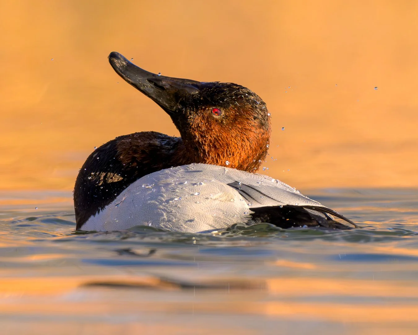 Male Canvasback Splashing.jpg