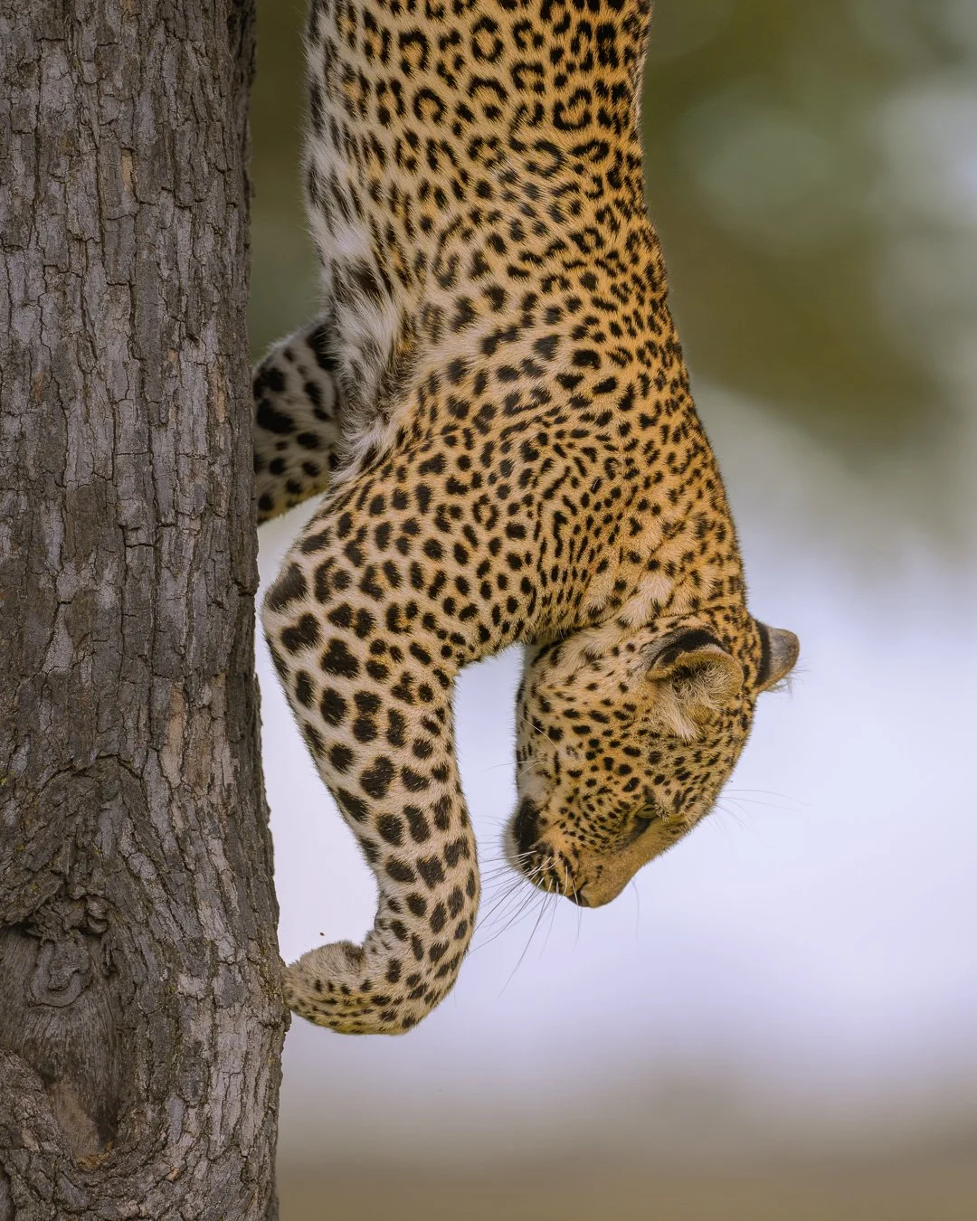 Cheetah Dismounting Tree.jpg