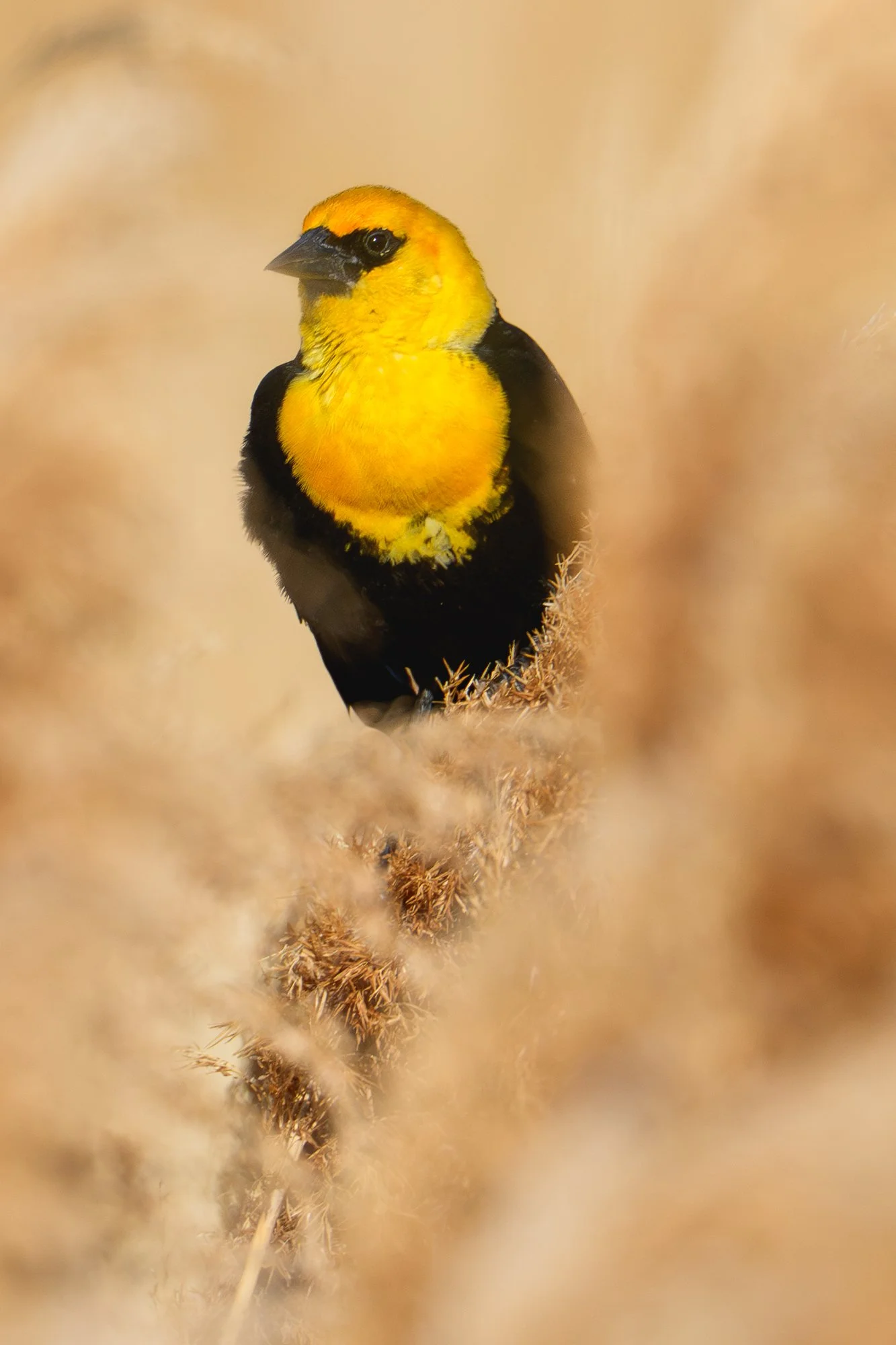 JohnScott_Yellow-headed Blackbird.jpg