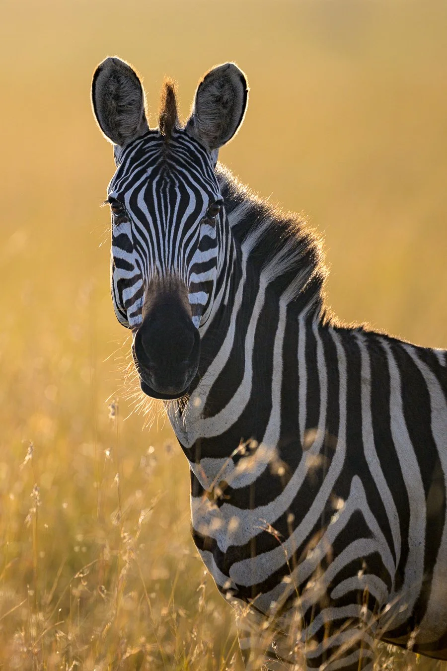 Zebra Portrait.jpg