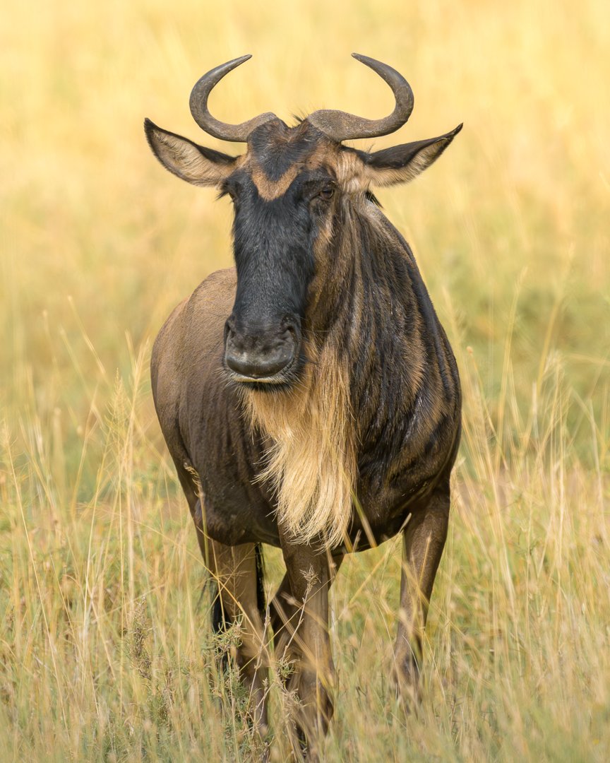 Wildebeast Portrait.jpg