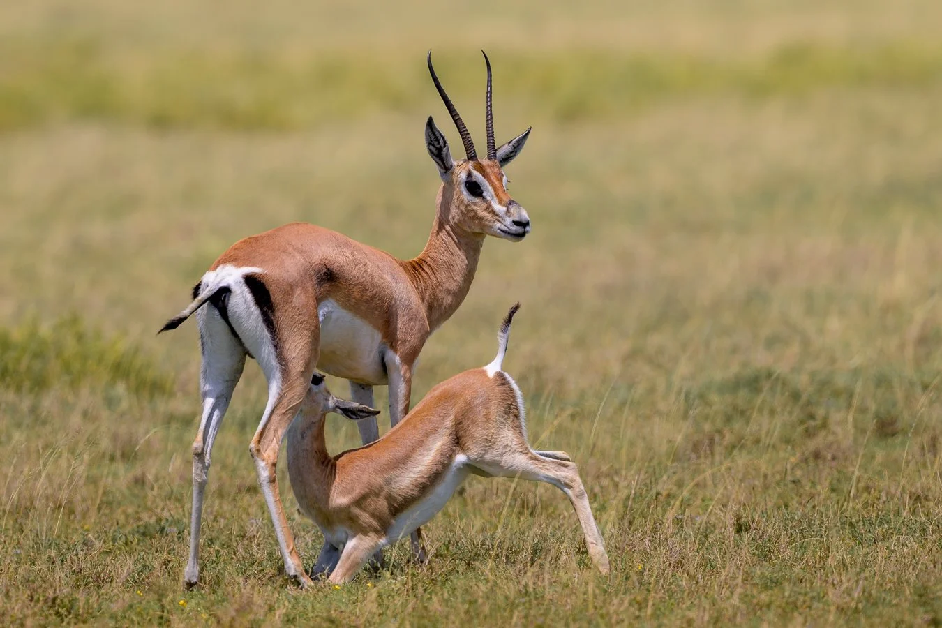 Grant's Gazelle Nursing young.jpg
