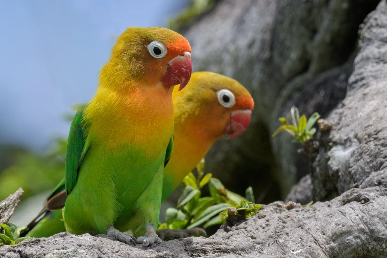 Love Birds-1.jpg