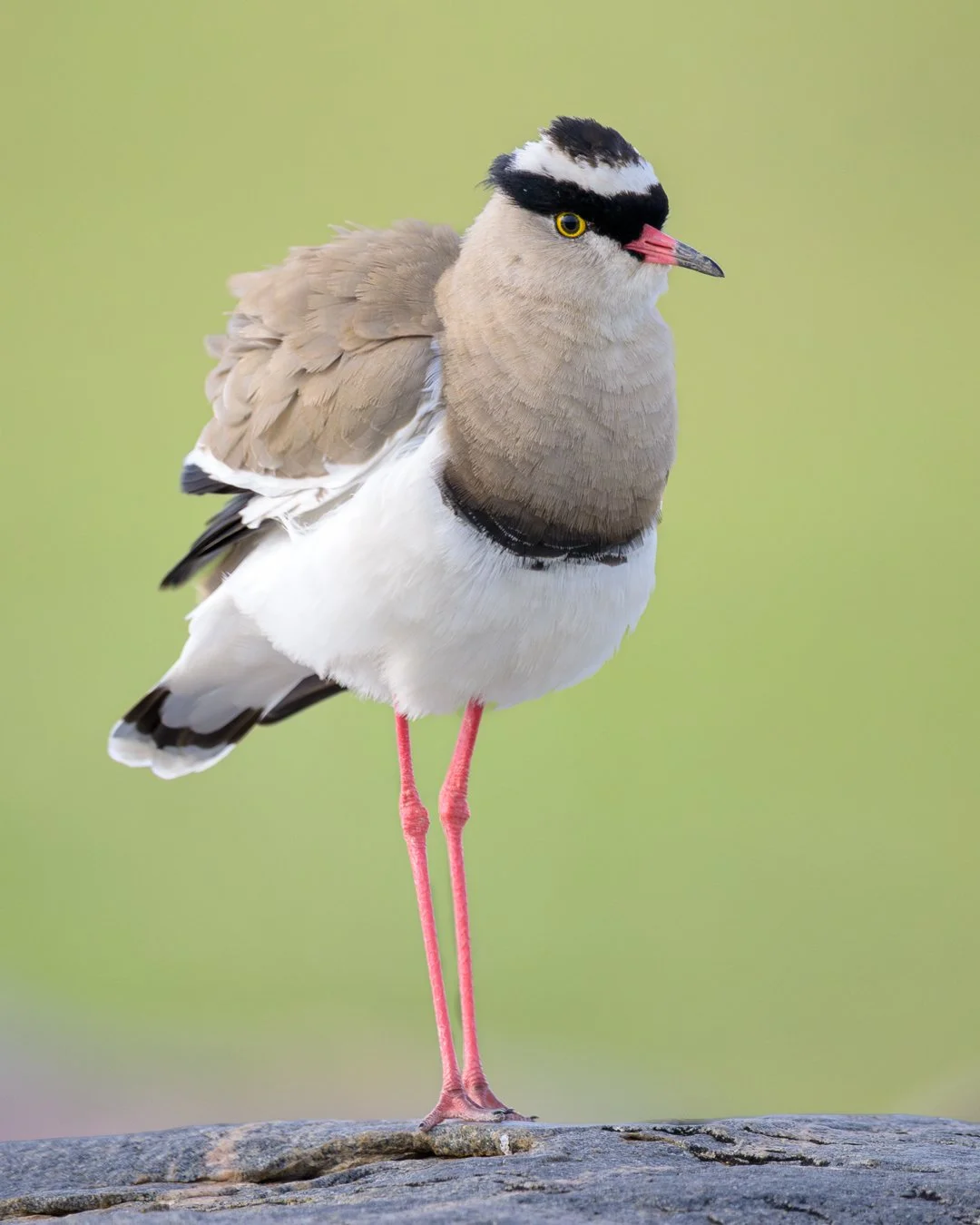 Crowned Lapwing.jpg