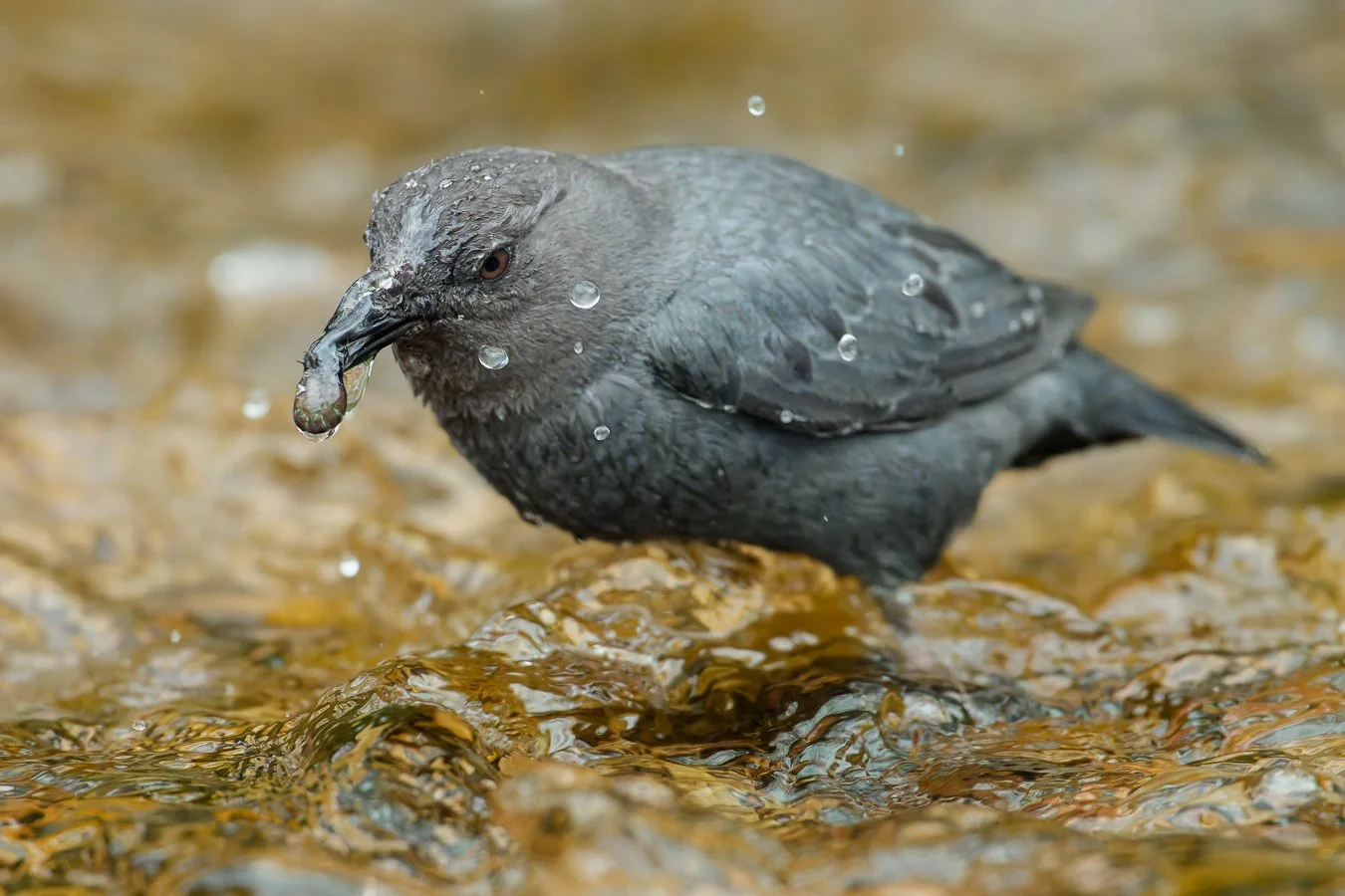 American Dipper w-Catch.jpg