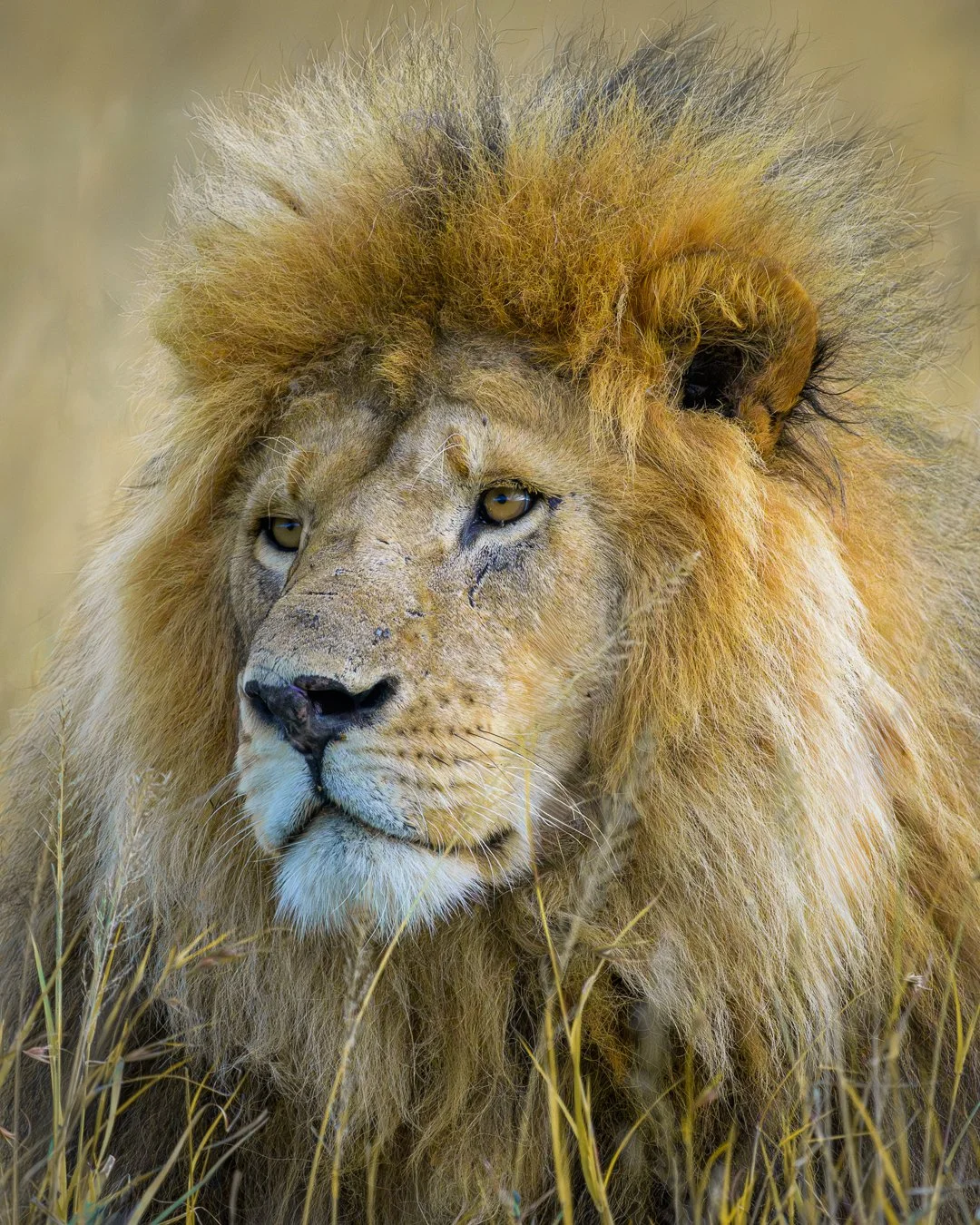 Lion Portrait Revised.jpg