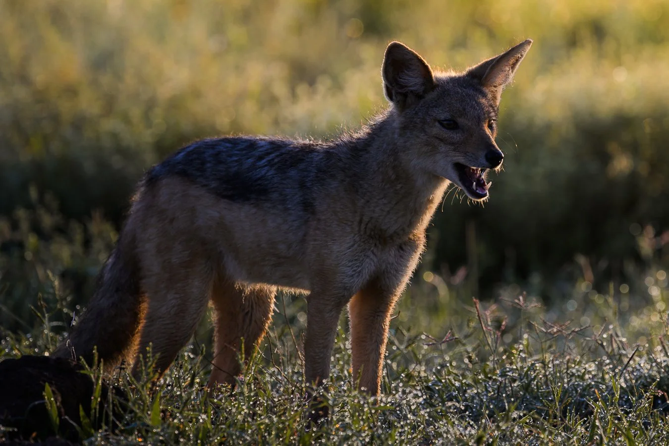 Silver Backed Backlit.jpg