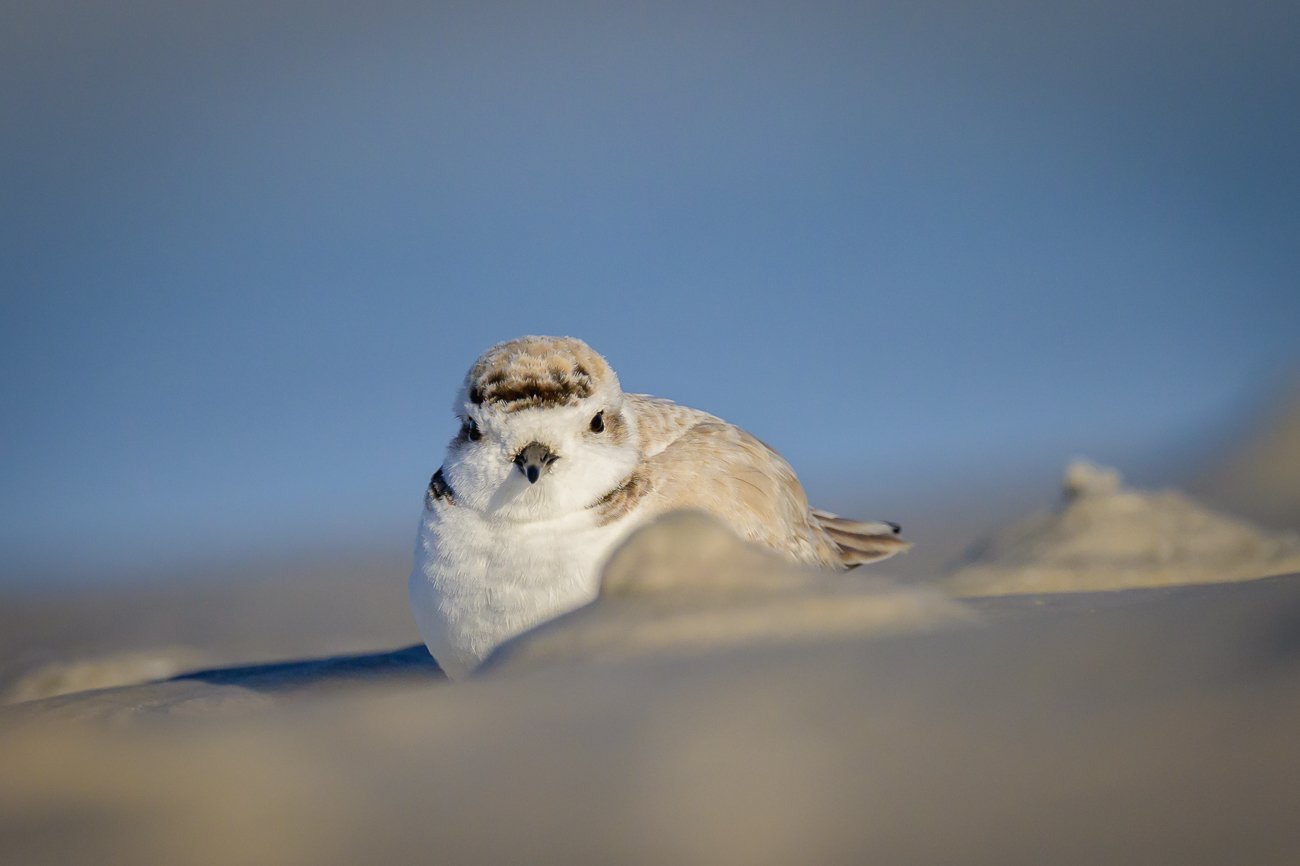 Snowy Plover Portrait-2.jpg