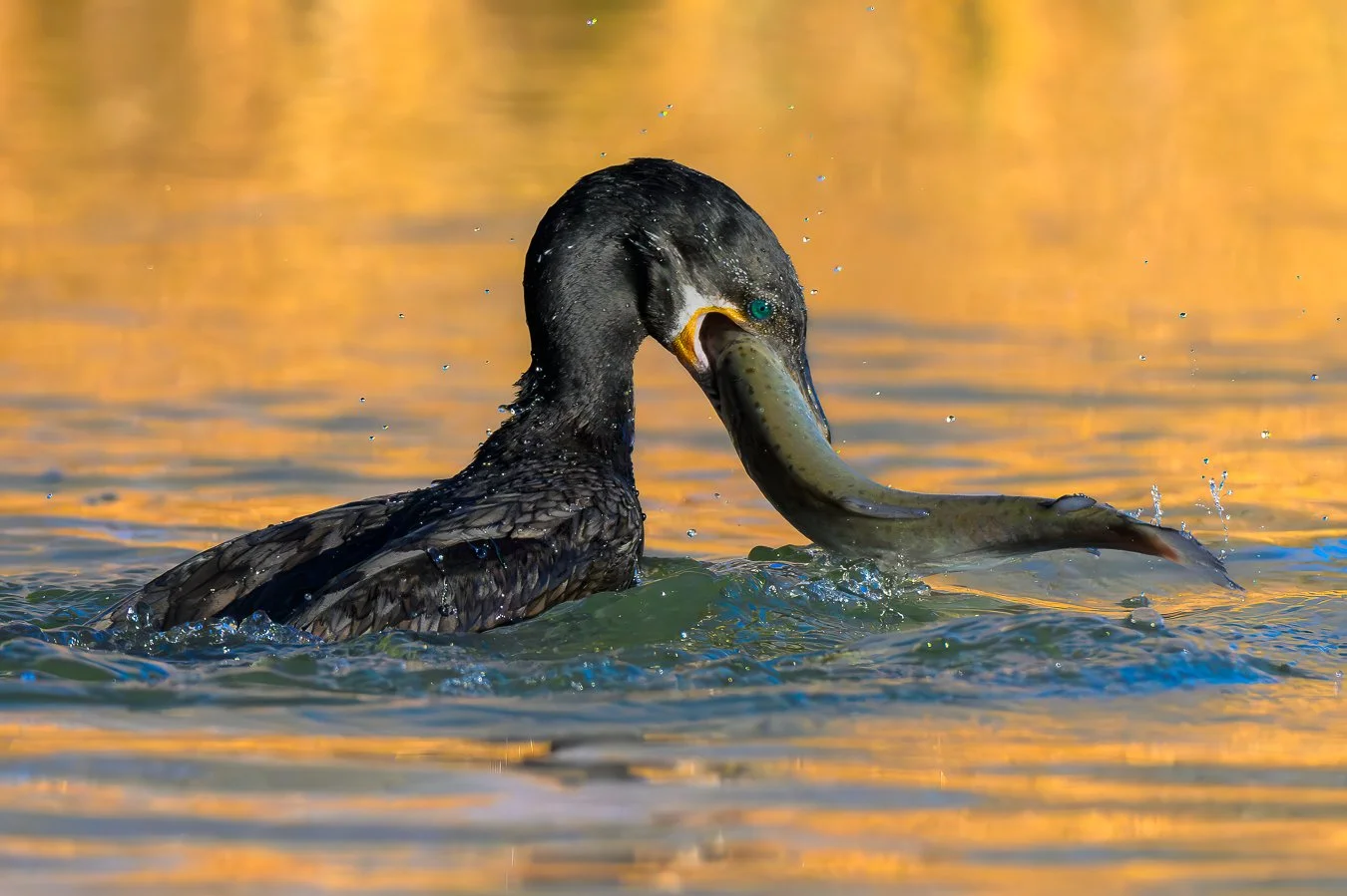 Neotropic Cormorant with Catch.jpg