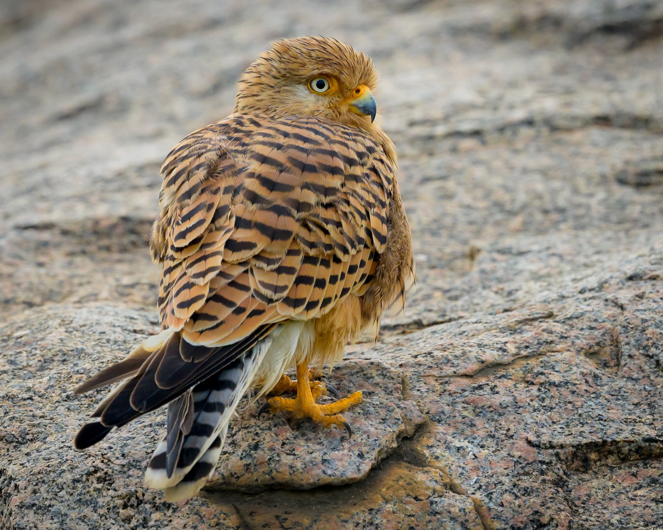 Greater Kestral.jpg