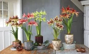 September 20 Planning for Winter &amp; Spring Bulb Heaven