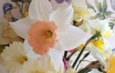 December Delay Spring Bulb Clinic at Woodlawn 