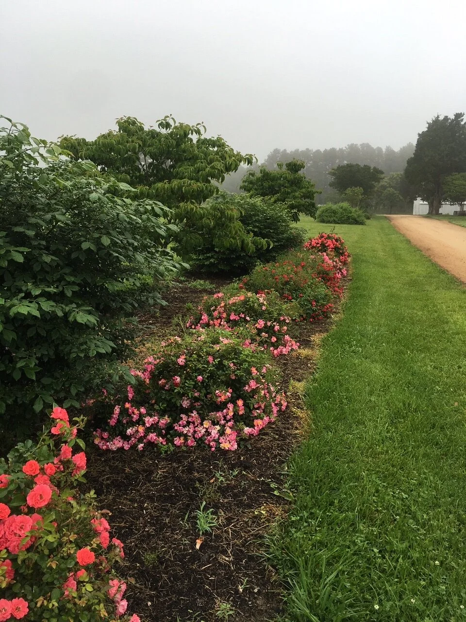 December Delay Summer Rose Clinic at Woodlawn