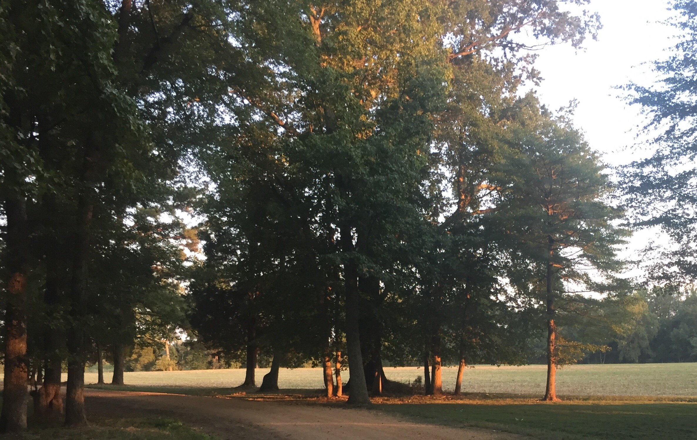 October  11 The Tree Series: All About Trees &amp;  Forest Bathing