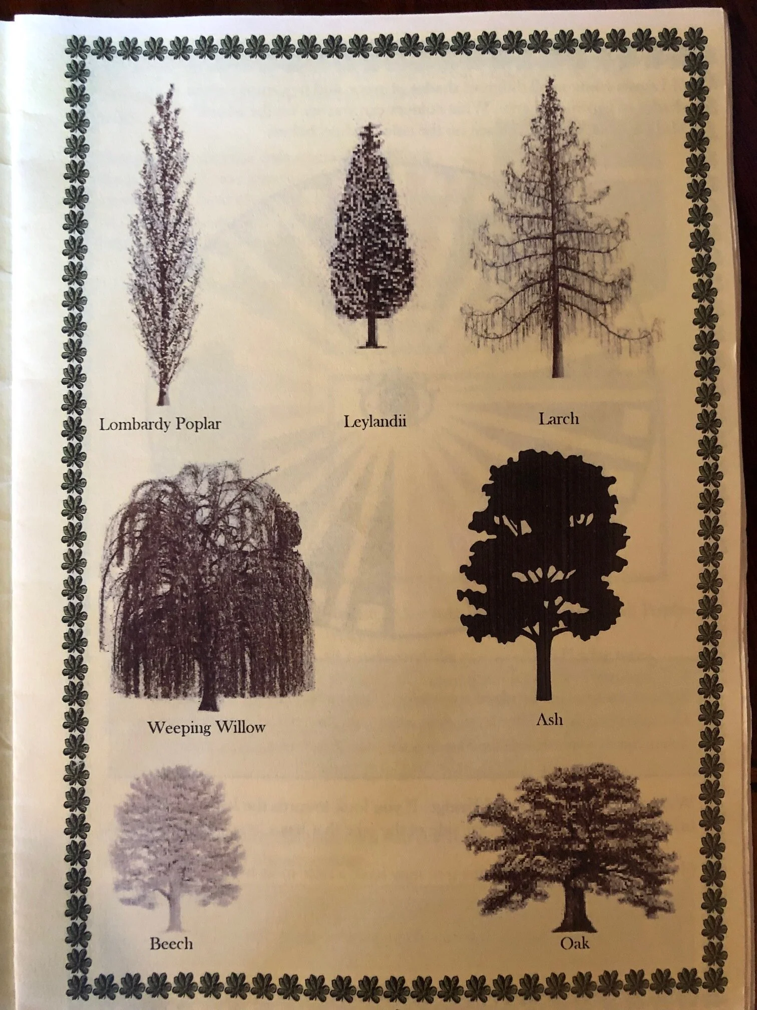October 25 Woodlawn Woodland Hunt for the Trees we Love