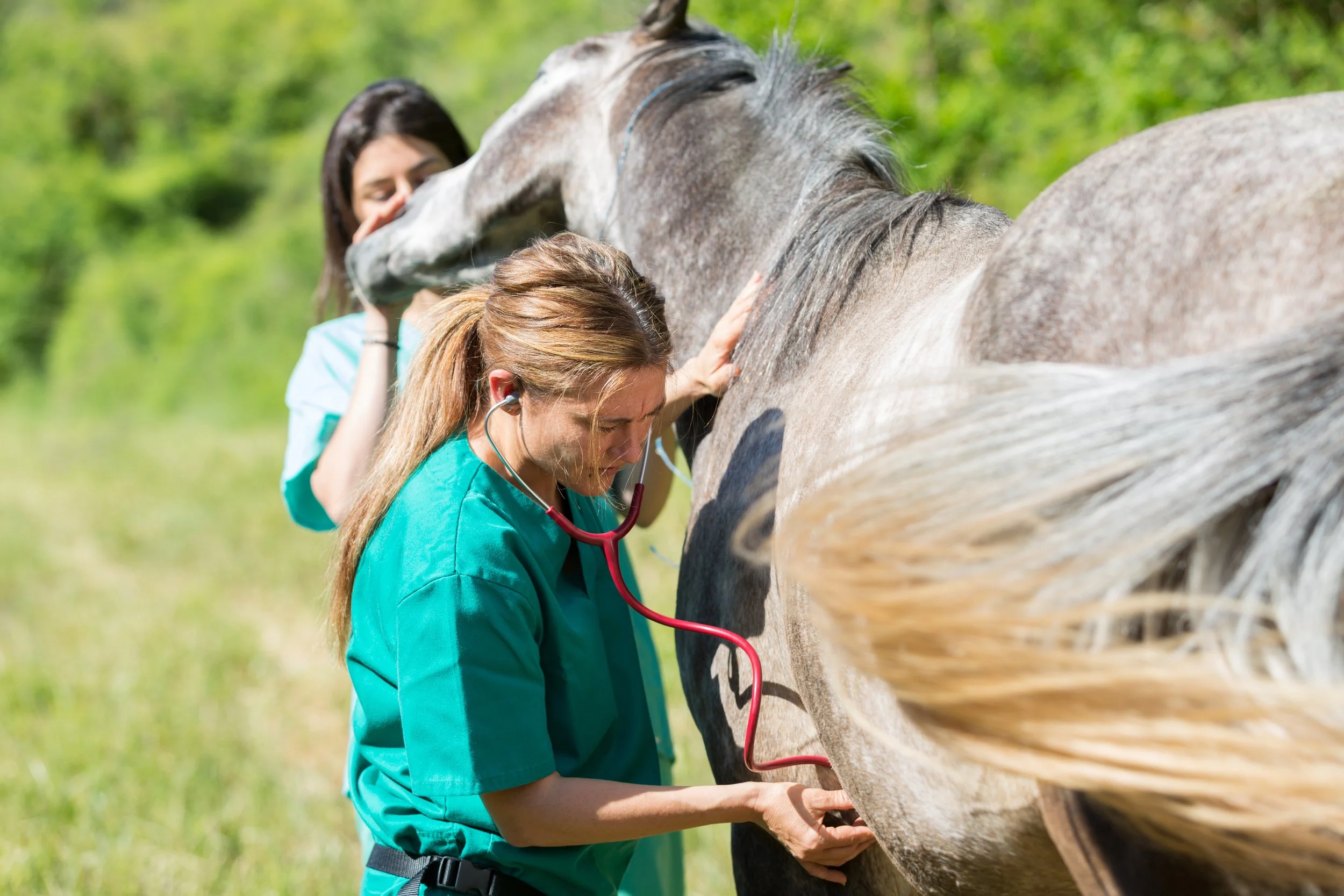 Video Q&amp;A: Gastric Ulcers in Horses