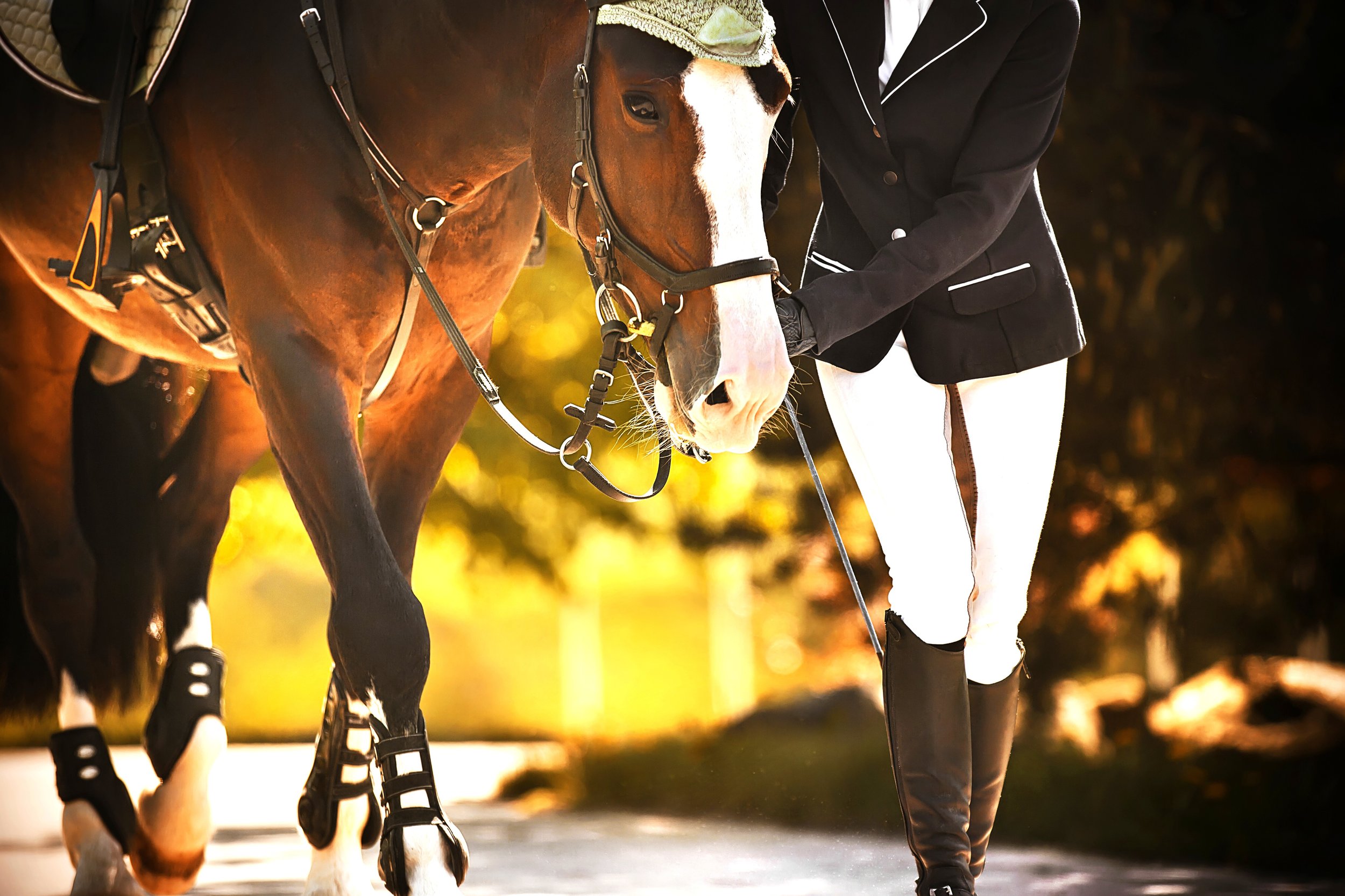 Making Informed Decisions About Equine Products