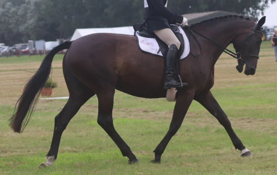 Observing &amp; Interpreting “Mouth Open” Behavior in Ridden Horses