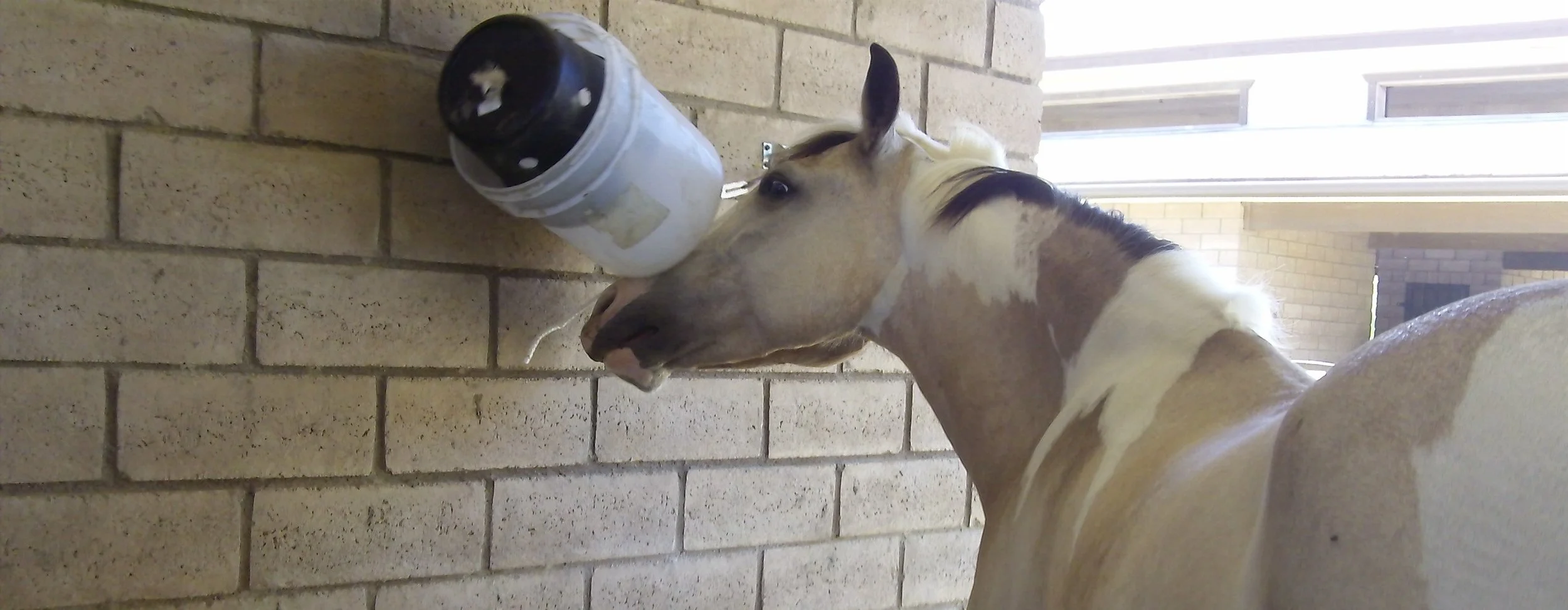 Keeping HOrses Happy &amp; Healthy During Injury Rehab