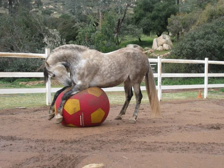 equine enrichment & the mind-body connection