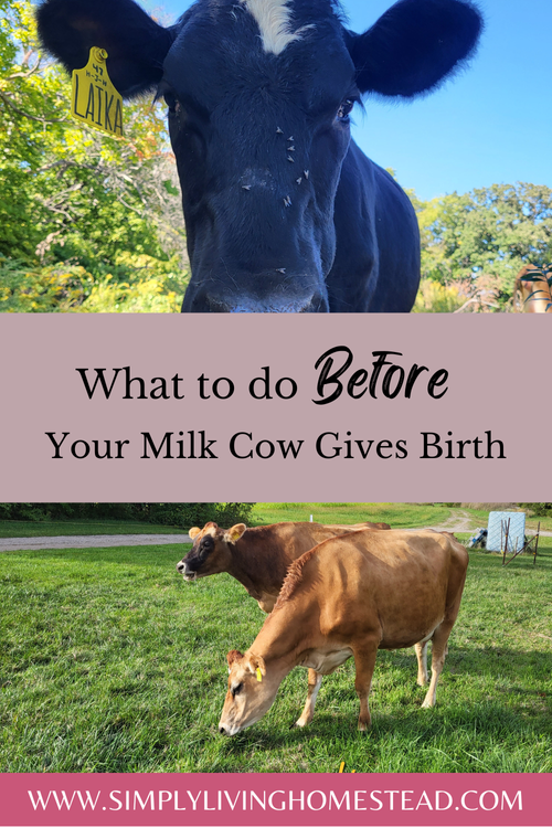What To Do Before Your Cow Gives Birth — Simply Living Homestead
