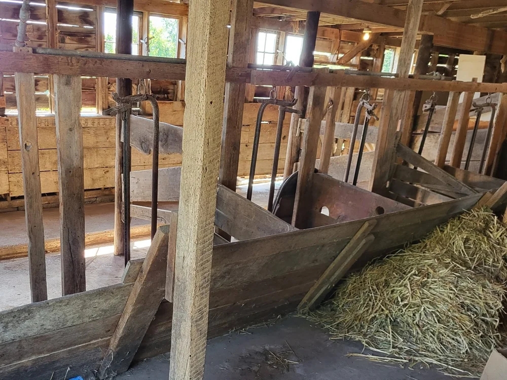 What To Do Before Your Cow Gives Birth — Simply Living Homestead
