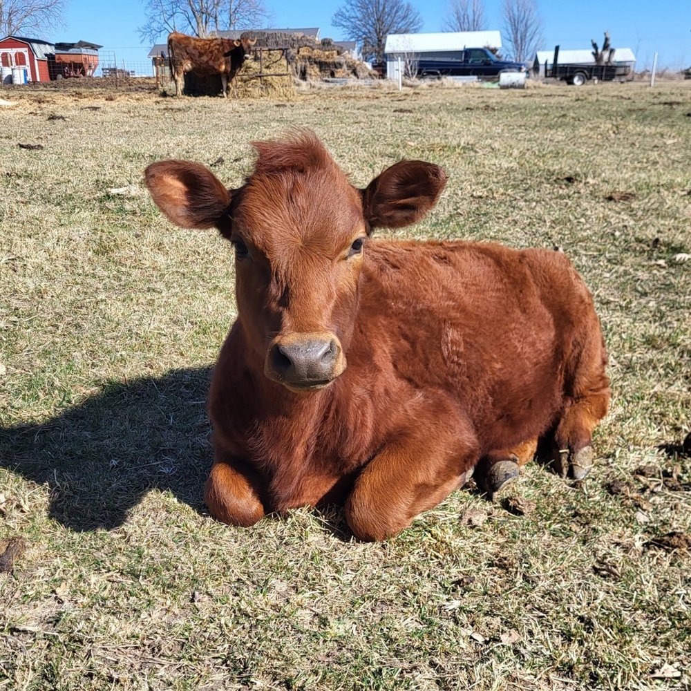 About the Dairy — Simply Living Homestead