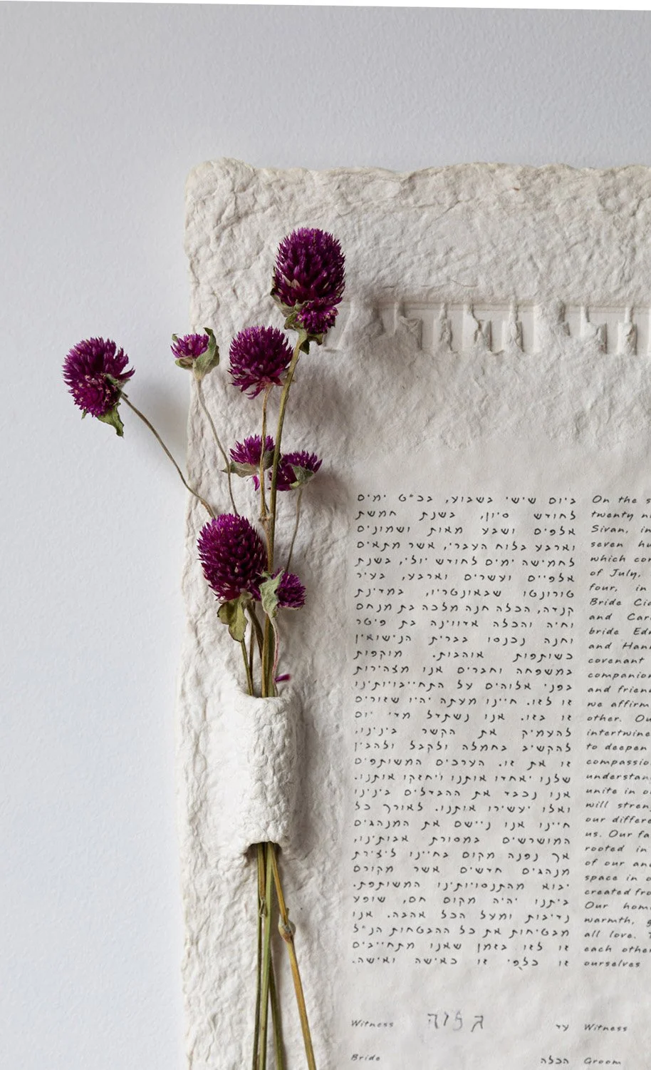 Purple Globe Amaranth