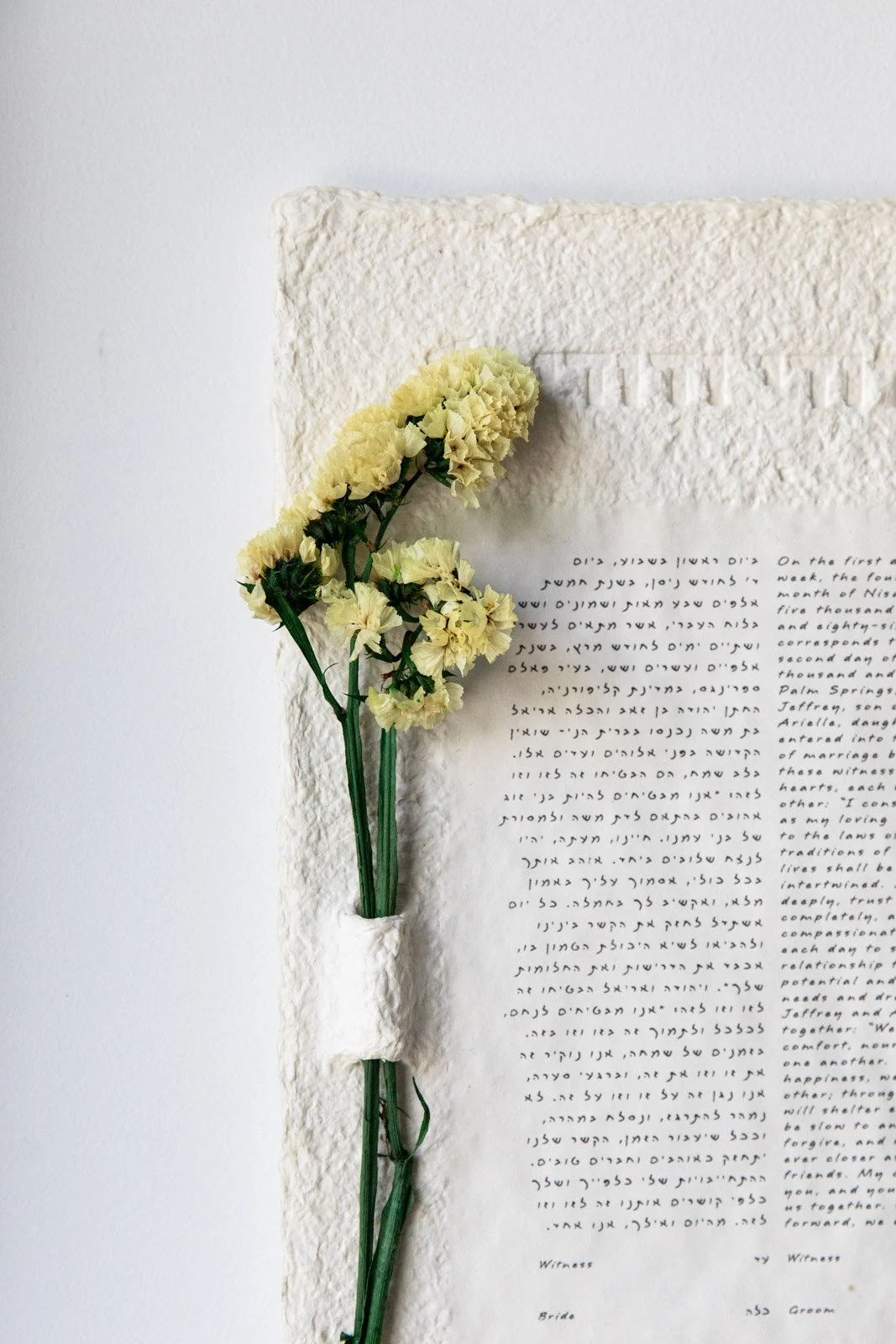 Yellow Limonium Sinuta