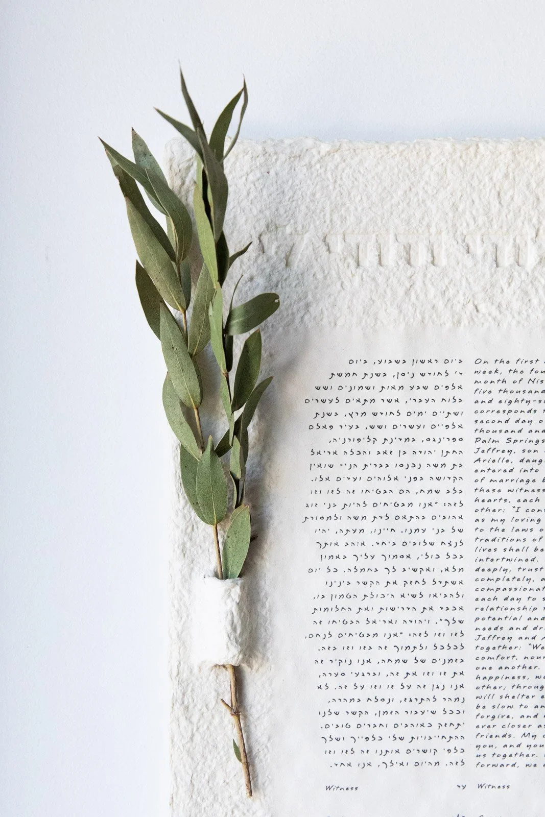 Olive Branch