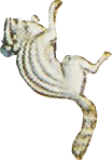 PeafowlBaburnama_0002_Layer-0-copy-8.png