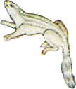 PeafowlBaburnama_0000_Layer-0-copy-10.png