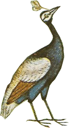 PeafowlBaburnama_0006_Layer-0-copy-4.png