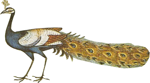 PeafowlBaburnama_0005_Layer-0-copy-5.png