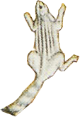 PeafowlBaburnama_0003_Layer-0-copy-7.png