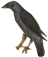 BattleArmyMirzaAhmadabad_0001_Layer-0-copy-3.png