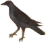 BattleArmyMirzaAhmadabad_0004_Layer-0.png